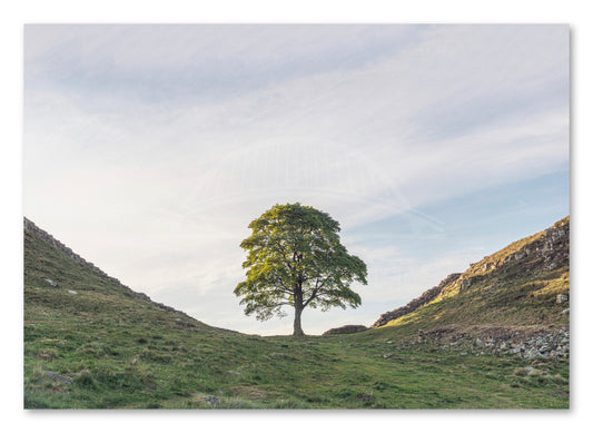 Sycamore Gap Tree canvas print showing the Robin Hood Tree beside Hadrian's Wall in Northumberland.