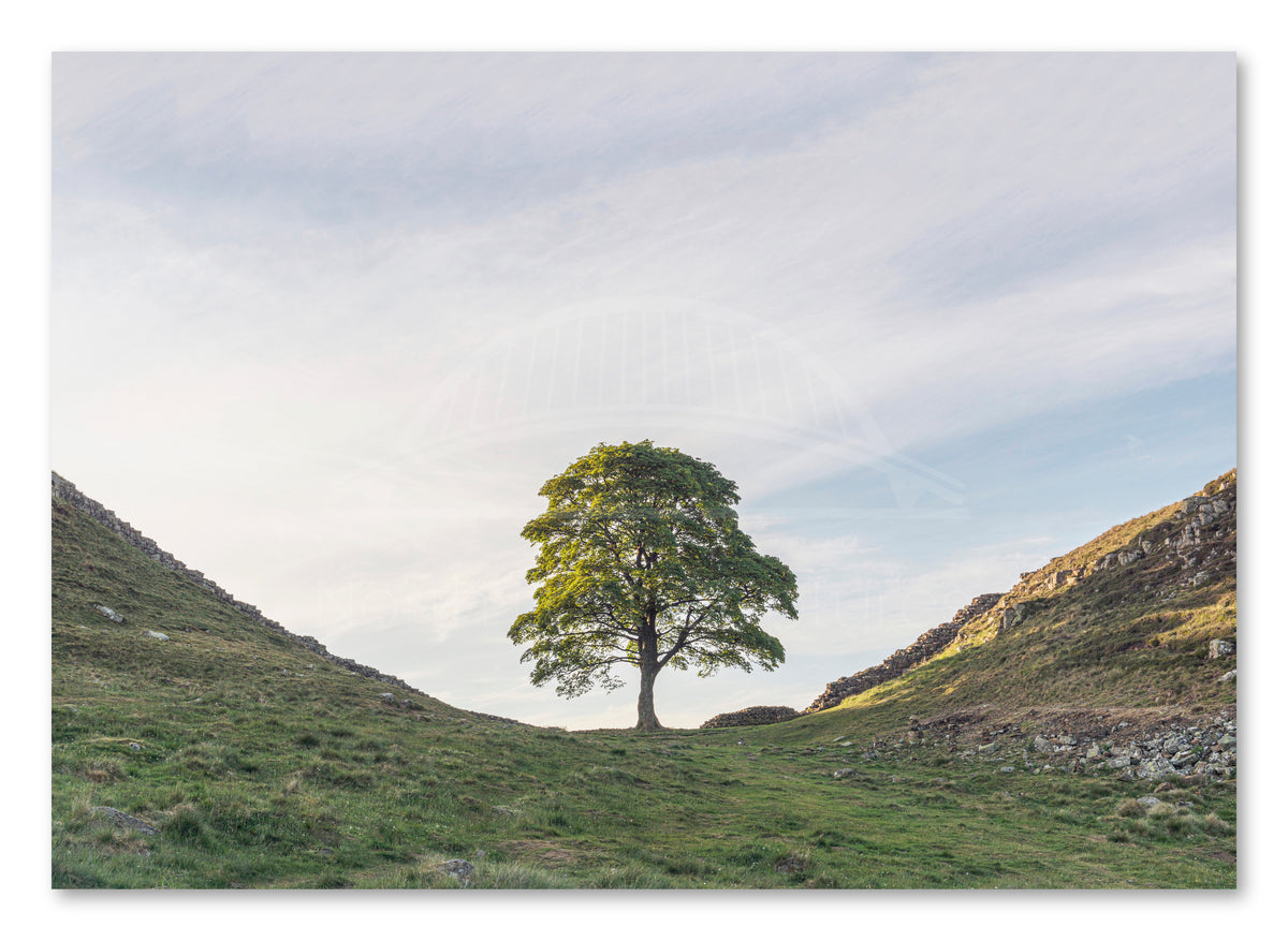 Sycamore Gap Tree canvas print showing the Robin Hood Tree beside Hadrian's Wall in Northumberland.
