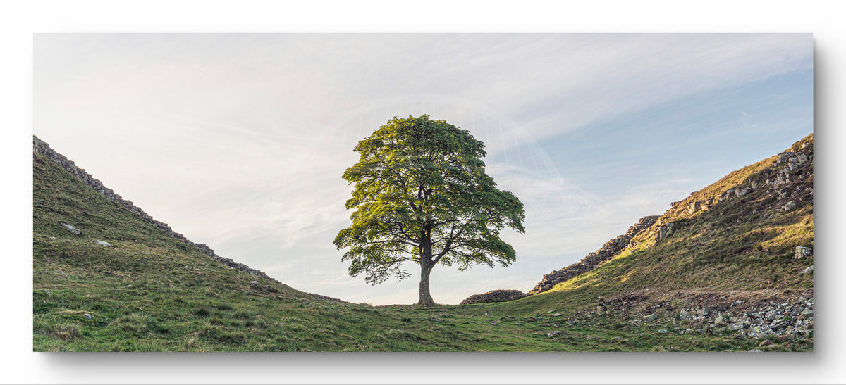 Sycamore Gap | Panoramic | Landscape Photography