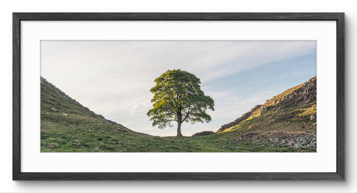 Sycamore Gap | Panoramic | Landscape Photography