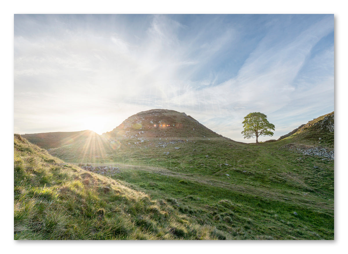 Sycamore Gap Tree - Sycamore Gap Sunset - Northumberland shown as a canvas print.