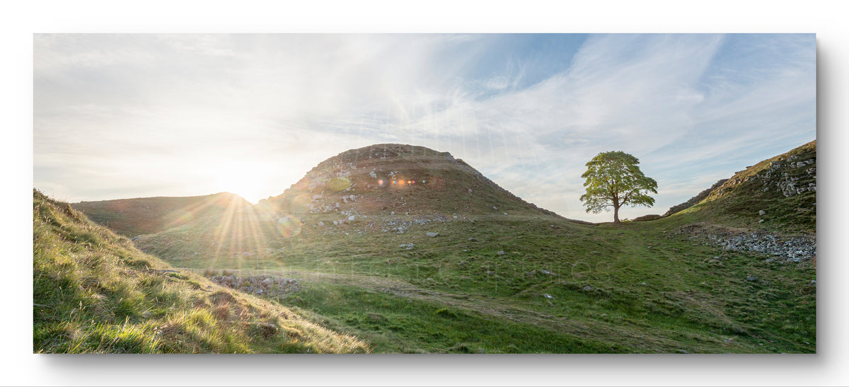 Sycamore Gap Tree Sunset | Panoramic | Landscape Photography