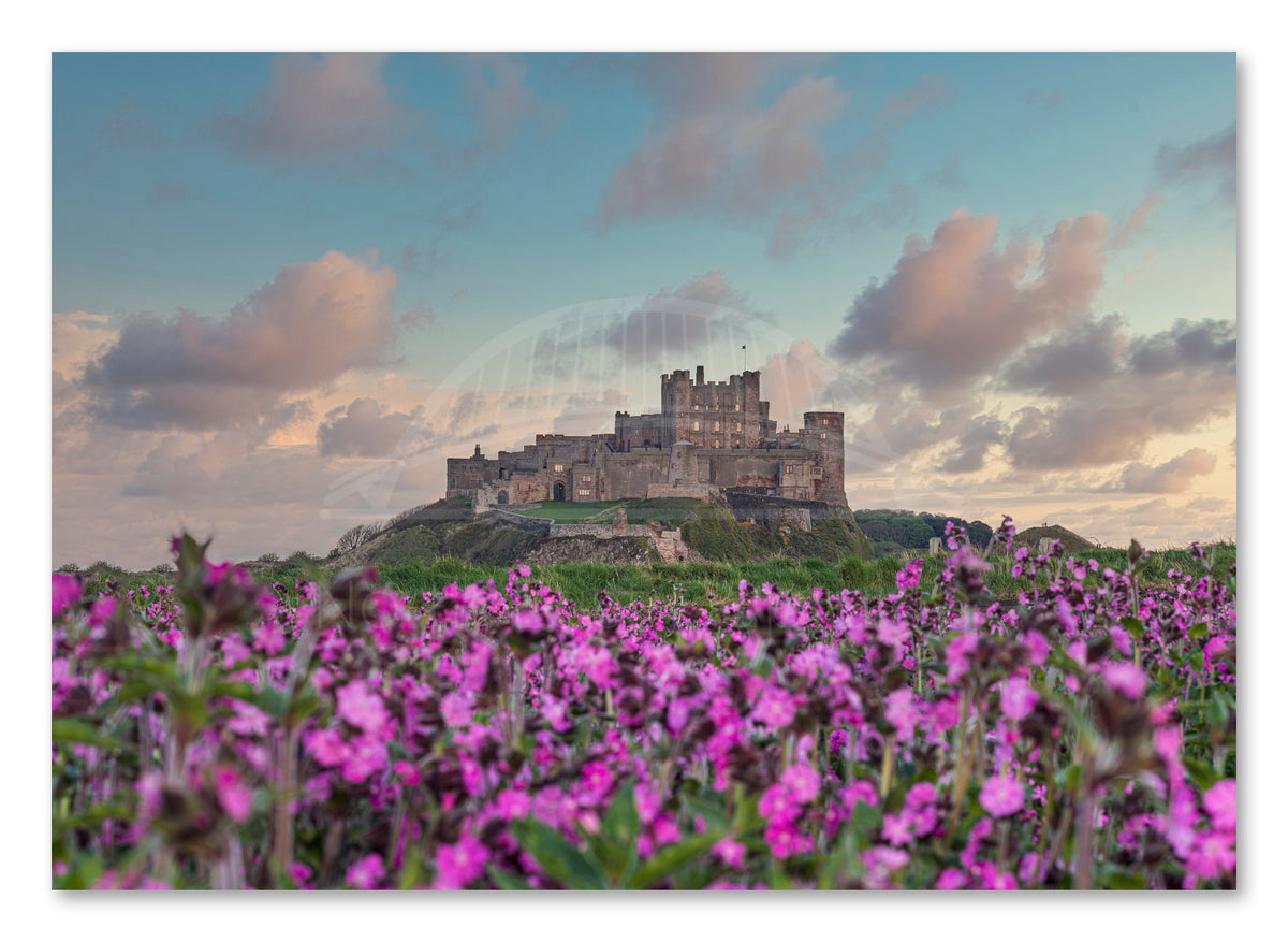 Bamburgh Castle beyond a field of flowers shown as a canvas print.