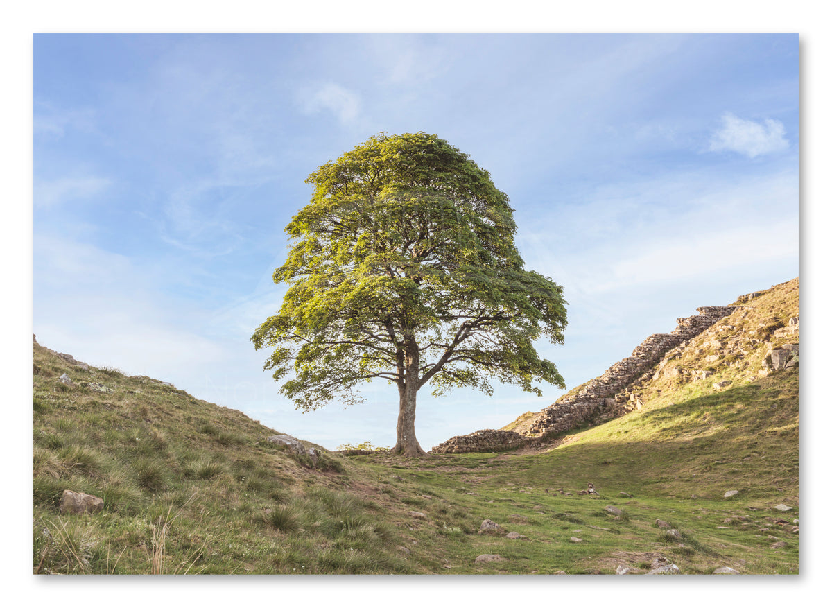 Sycamore Gap Tree - Hadrian's Wall - Northumberland shown as a canvas print.