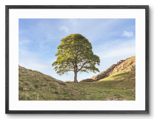 Sycamore Gap Tree - Hadrian's Wall - Northumberland shown as a framed photographic print.