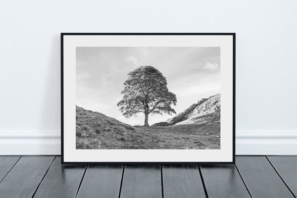Black and White Sycamore Gap Tree in Northumberland