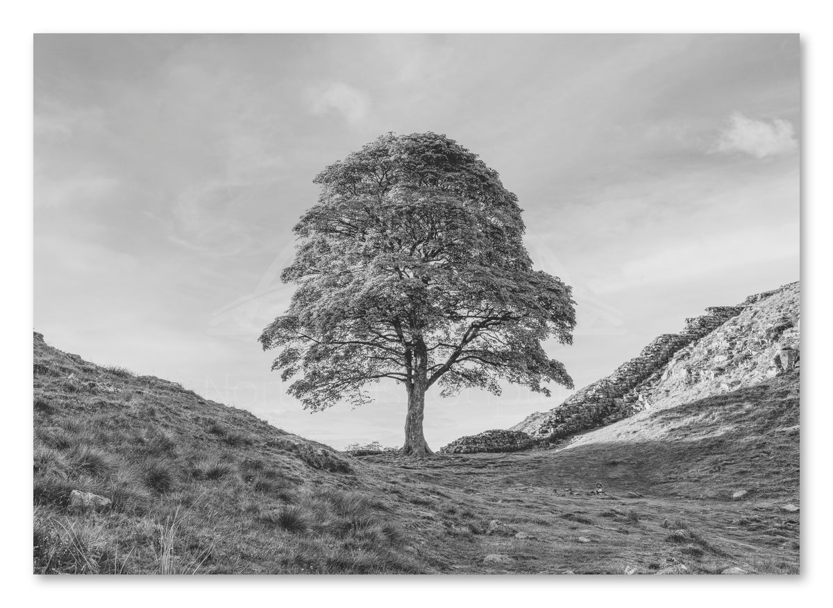 Sycamore Gap Tree - Northumberland - Black and White shown as a canvas print.