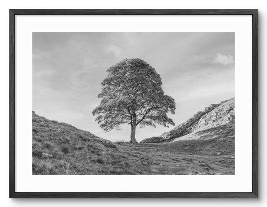 Sycamore Gap Tree - Northumberland - Black and White shown as a framed photographic print.