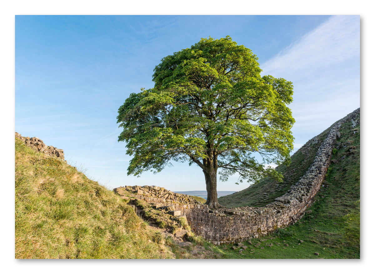 Sycamore Gap - Hadrian's Wall - Northumberland shown as a canvas print.