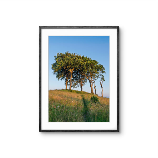 Framed print of trees on a hill with a blue sky.