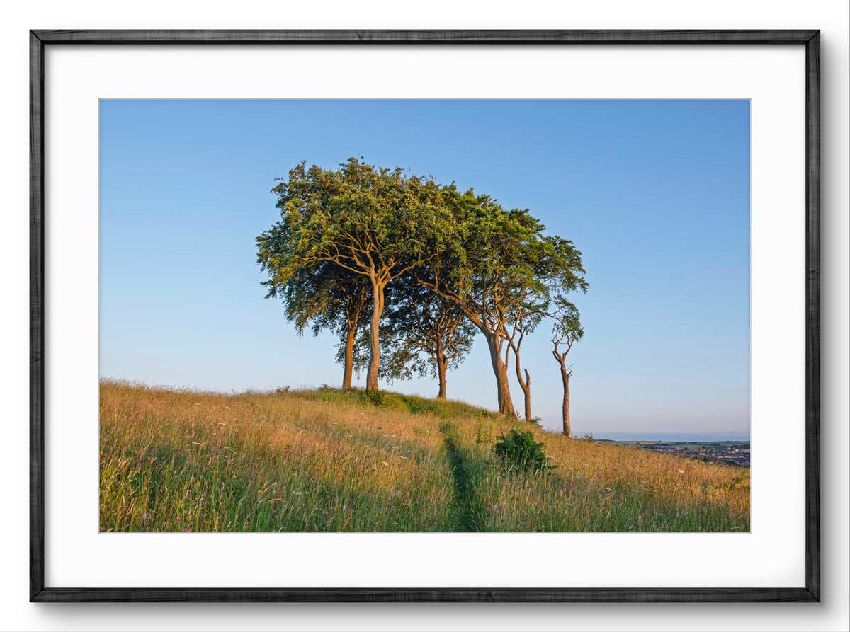 Three trees on a hill with a clear blue sky