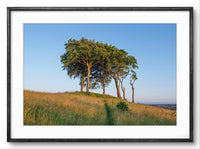 Three trees on a hill with a clear blue sky