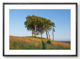 Three trees on a hill with a clear blue sky