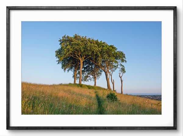 Three trees on a hill with a clear blue sky