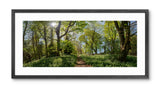 Framed photograph of a forest path with green trees and sunlight