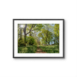 Framed photograph of a forest path with sunlight filtering through the trees.