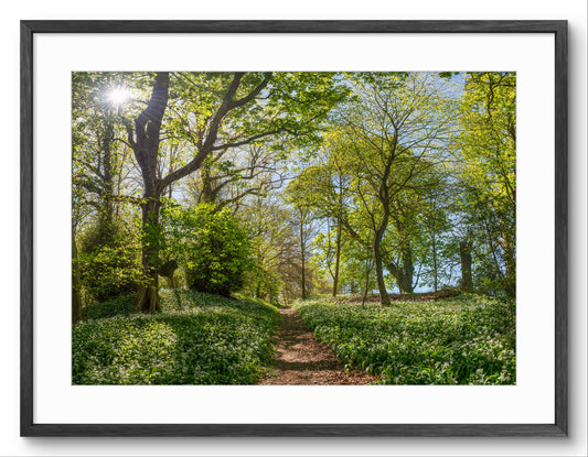 Framed photograph of a forest path with green trees and sunlight filtering through.