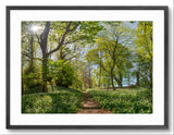 Framed photograph of a forest path with green trees and sunlight filtering through.