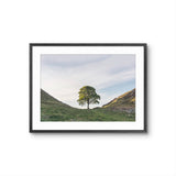 Sycamore Gap Tree - Robin Hood Tree - Hadrian's Wall - Northumberland