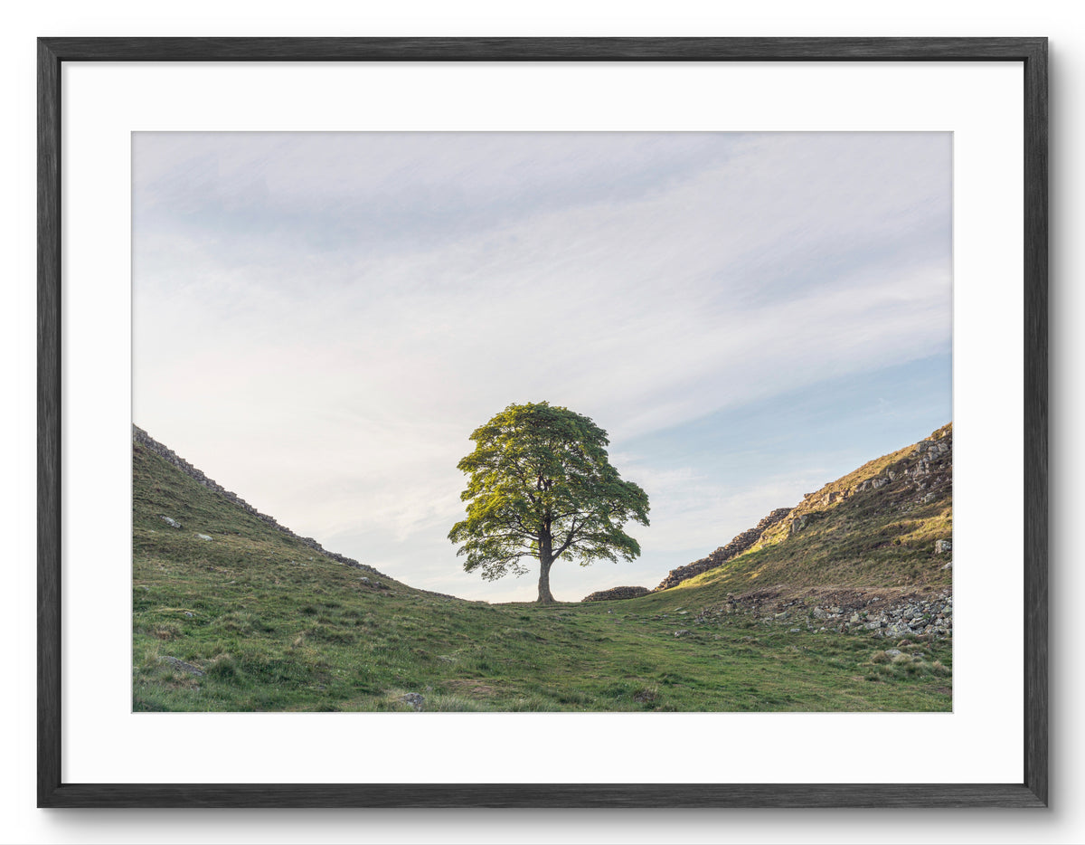 Sycamore Gap Tree in Frame