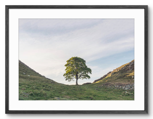Sycamore Gap Tree in Frame