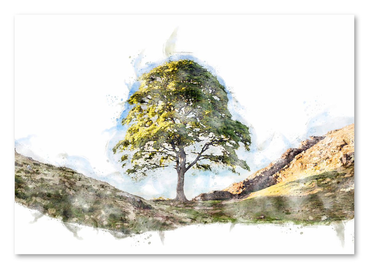 Sycamore Gap Tree | Digital Watercolour | Northumberland