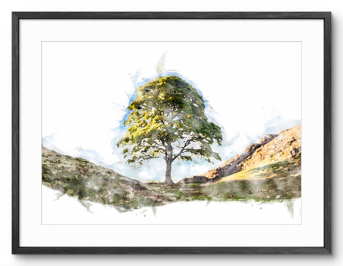 Sycamore Gap Tree | Digital Watercolour | Northumberland