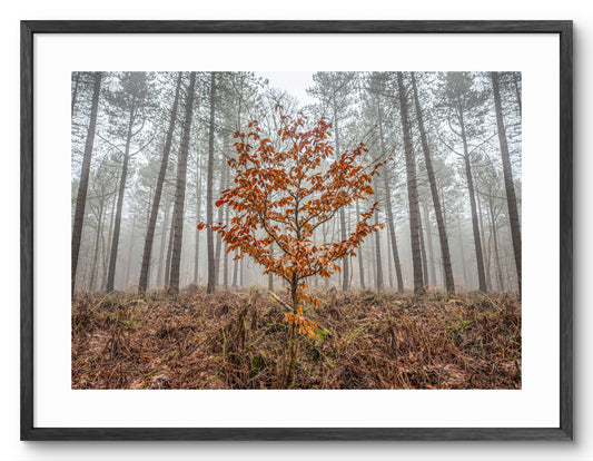 Kielder Forest - Lone Tree - Northumberland shown as a framed photographic print.
