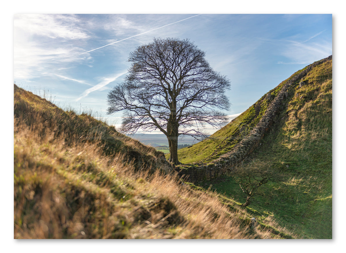 Sycamore Gap Tree - Autumn - Northumberland shown as a canvas print.