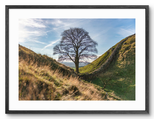 Sycamore Gap Tree - Autumn - Northumberland shown as a framed photographic print.