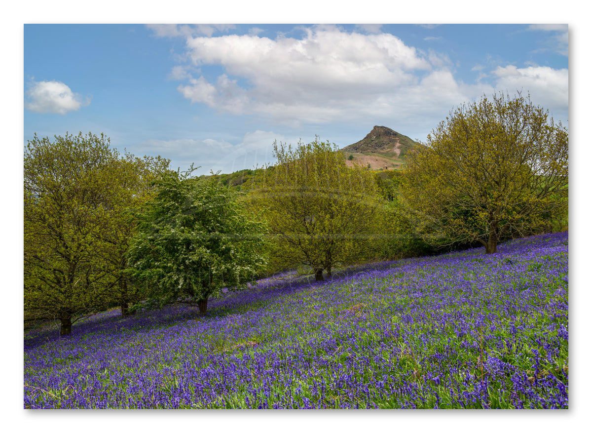 Roseberry Topping - Bluebells - North Yorkshire shown as a canvas print.