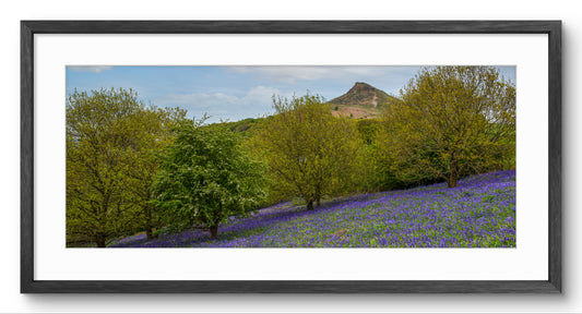 Roseberry Topping & Bluebells panoramic print — black frame and white mount