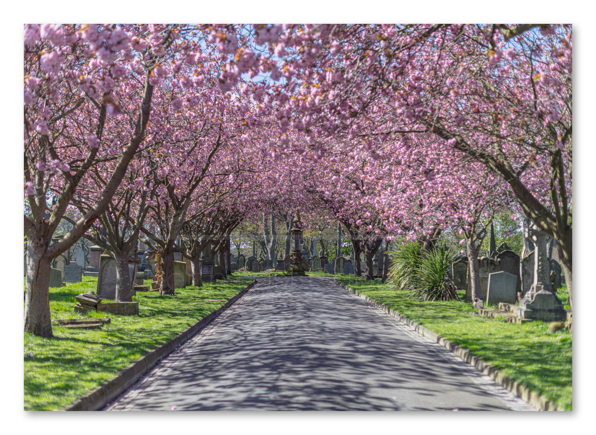 Cherry blossom in Sunderland Cemetery shown as a canvas print.