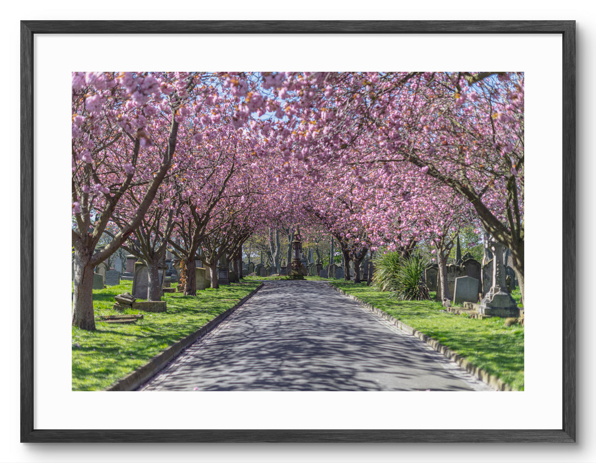 Cherry blossom in Sunderland Cemetery shown as a framed photographic print.