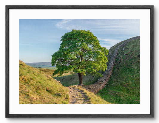 Sycamore Gap - Sycamore Tree - Northumberland shown as a framed photographic print.