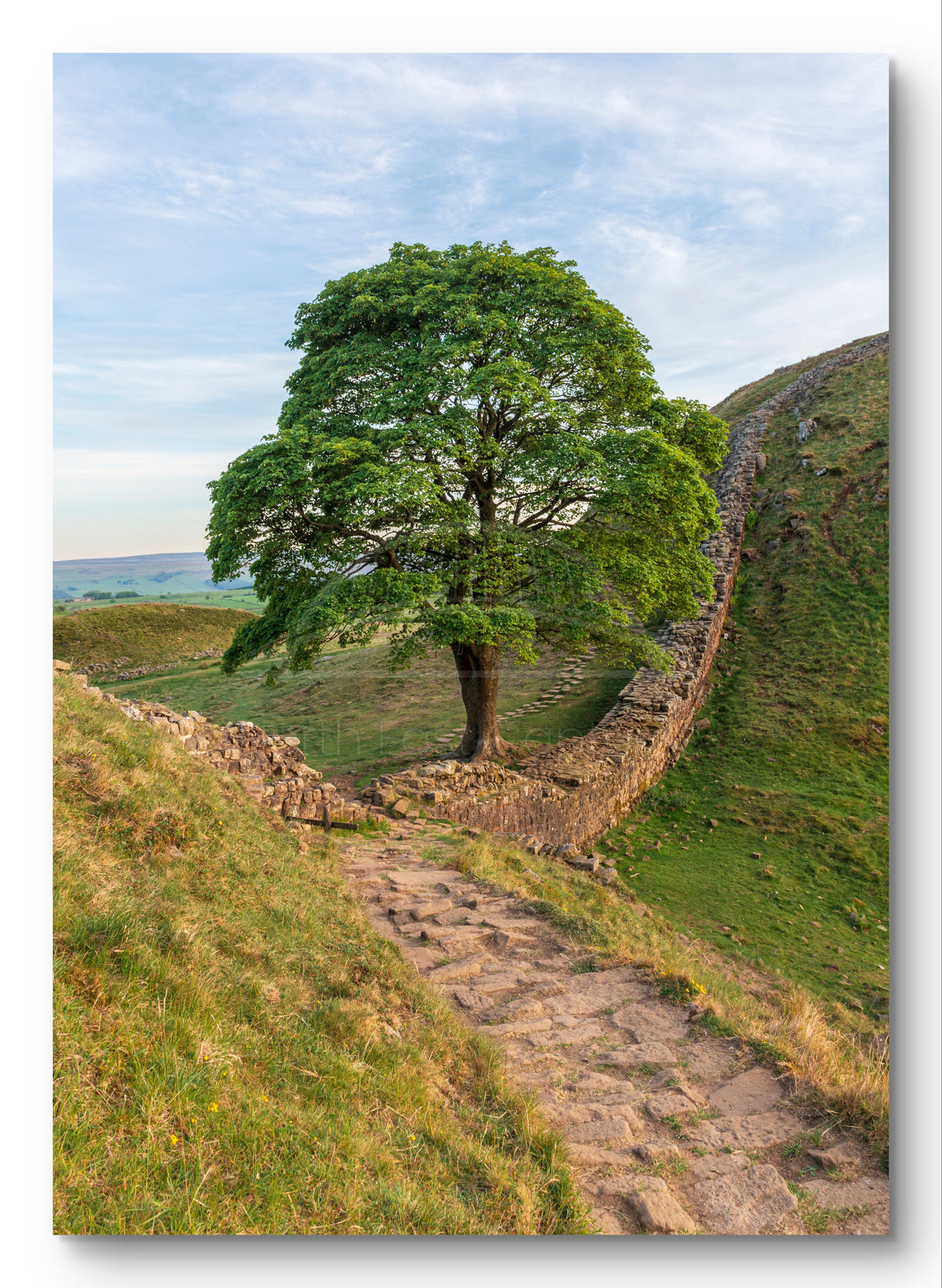 Sycamore Gap Tree - Hadrian's Wall - Stone Footpath - Northumberland shown as a canvas print.