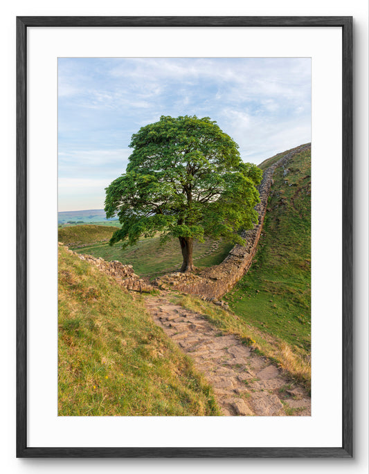 Sycamore Gap Tree - Hadrian's Wall - Stone Footpath - Northumberland shown as a framed photographic print.
