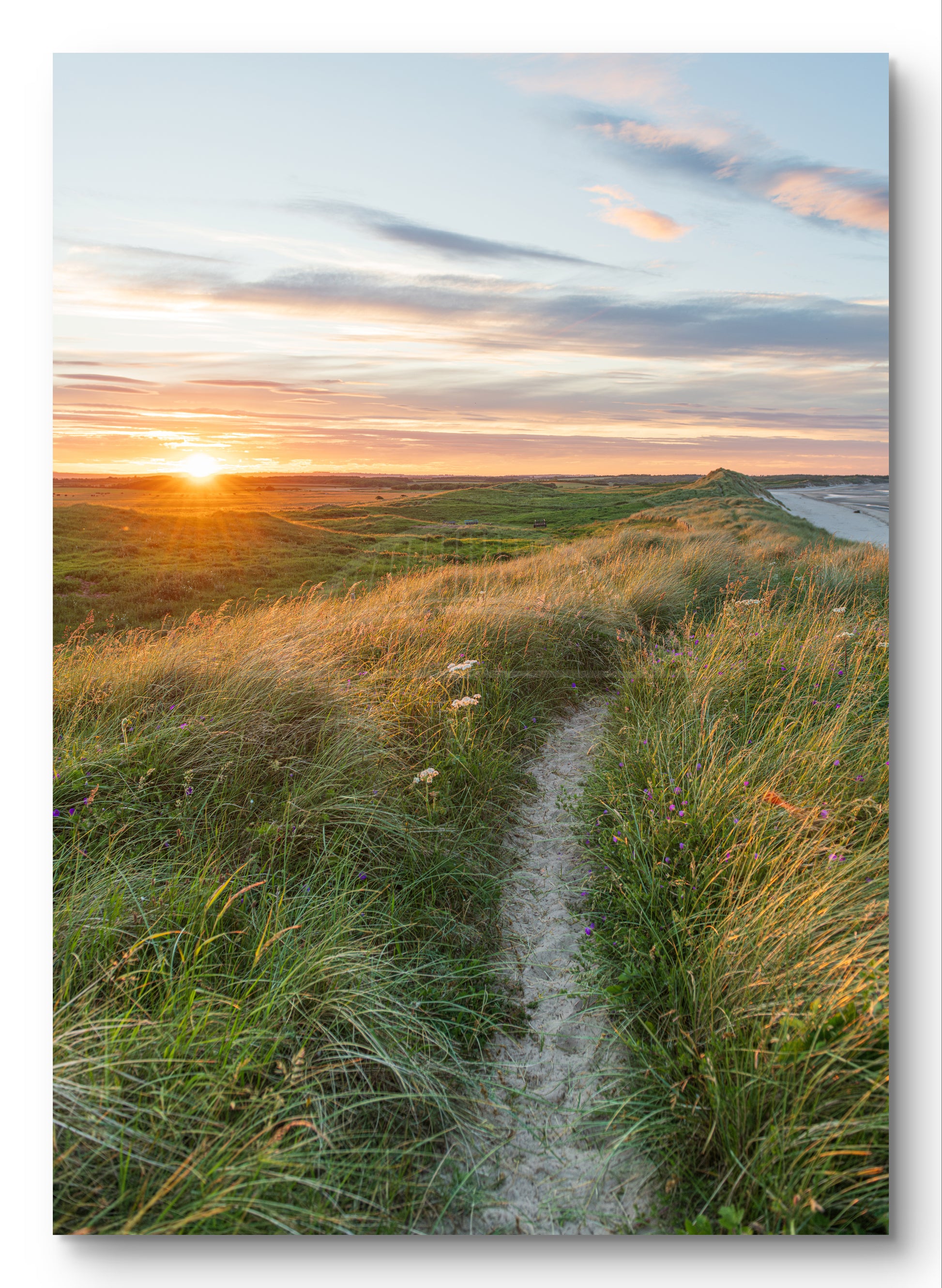 Sand dune sunset at Druridge Bay shown as a canvas print.
