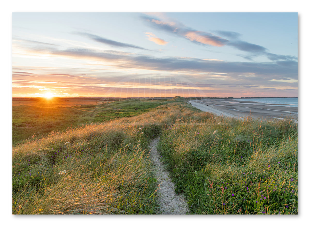 Sunset over grassy dunes at Druridge Bay shown as a canvas print.