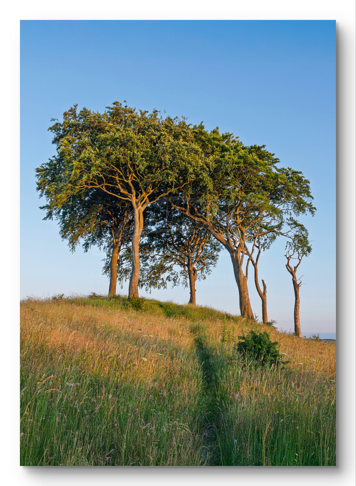 Seven Sisters Print | Copt Hill Sunderland Landscape Photography shown as a canvas print.