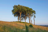 Three trees on a grassy hill with a clear blue sky