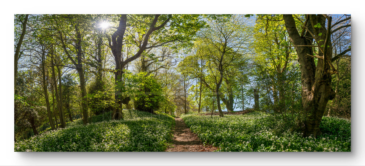 Wild Garlic at Gibside Panoramic Print | North East Captures