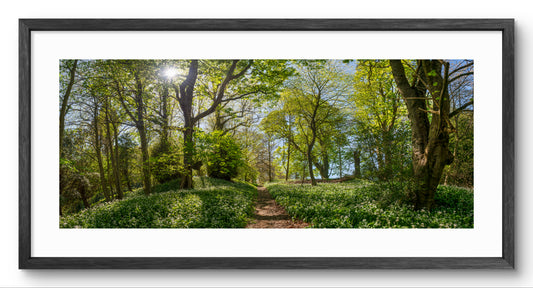 Wild Garlic at Gibside Panoramic Print | North East Captures