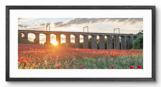 Lesbury Viaduct & Poppies Panoramic Framed Print — black frame and white mount