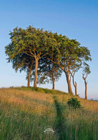 Trees on a grassy hill with a clear blue sky