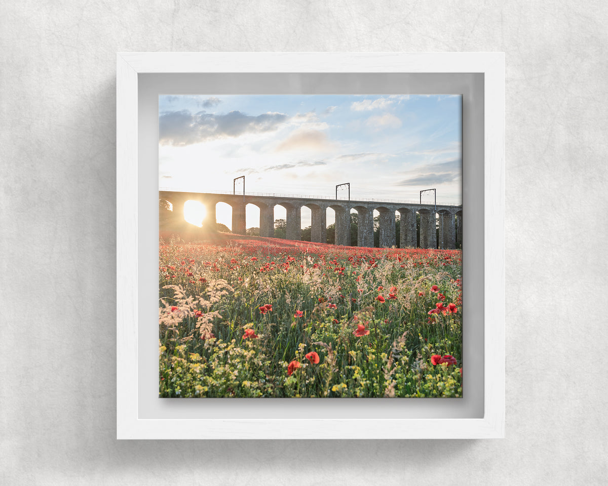 Lesbury Viaduct and Poppies on an 8×8 inch ceramic tile in a white box frame, front view