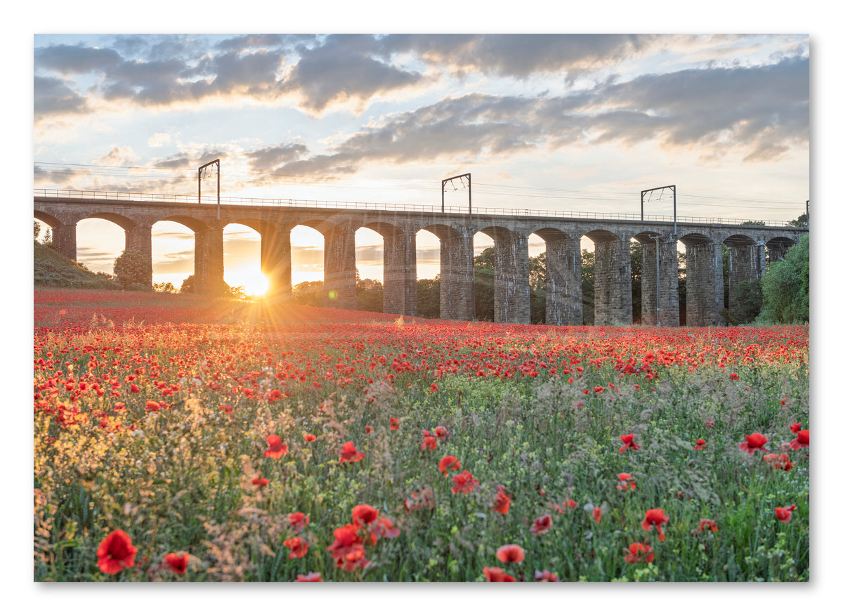 Lesbury Viaduct & Poppy Sunburst — photograph preview