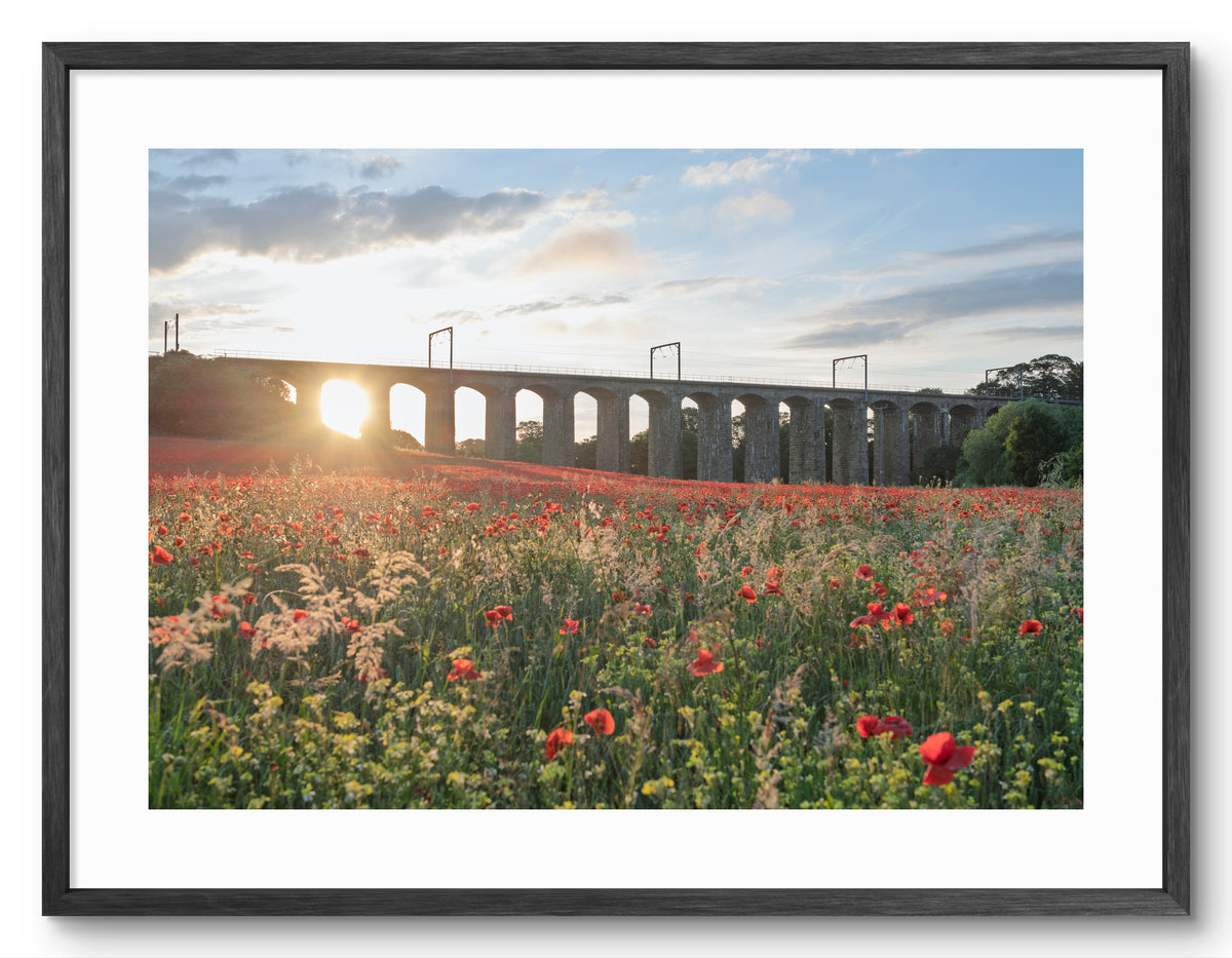Lesbury Viaduct Poppy Field Sunset — black frame with white mount