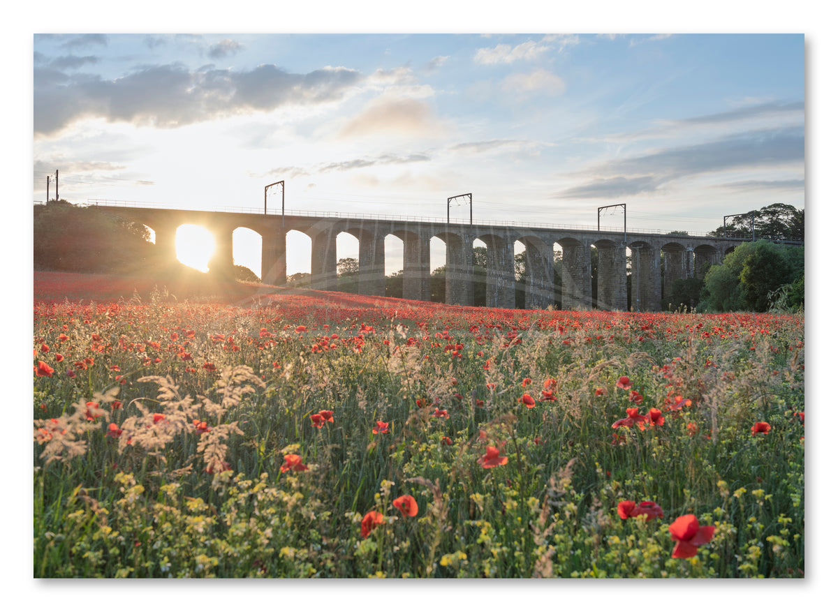 Lesbury Viaduct Poppy Field Sunset — photograph preview