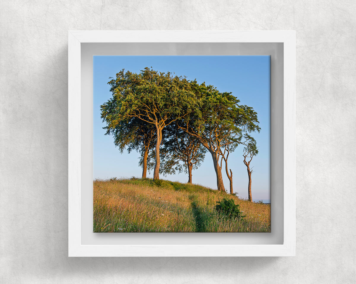 Seven Sisters Copt Hill on an 8×8 inch ceramic tile in a white box frame, front view